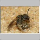 Lasioglossum sexstrigatum - Furchenbiene 10a 7mm Sandgrube Niedringhaussee - det.jpg